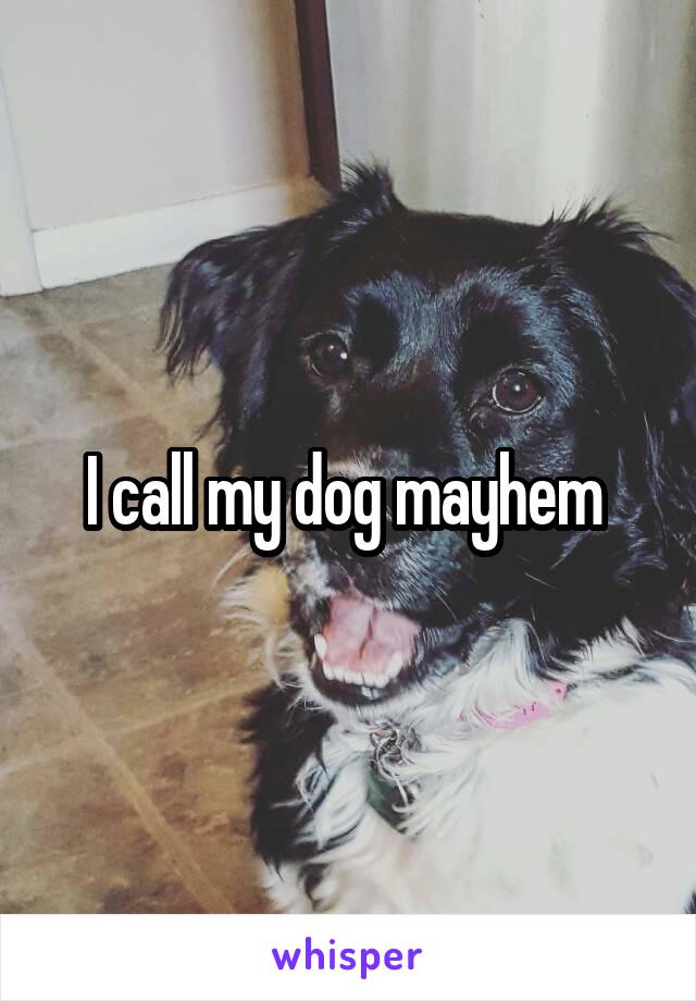 I call my dog mayhem 