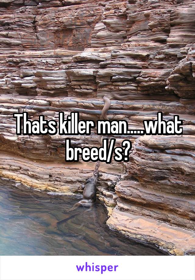 Thats killer man.....what breed/s?