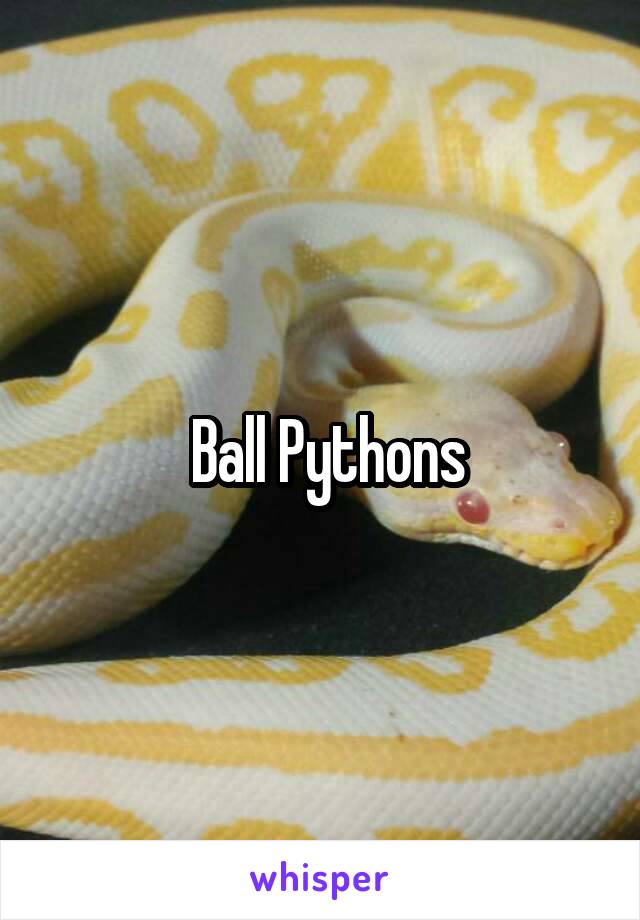  Ball Pythons