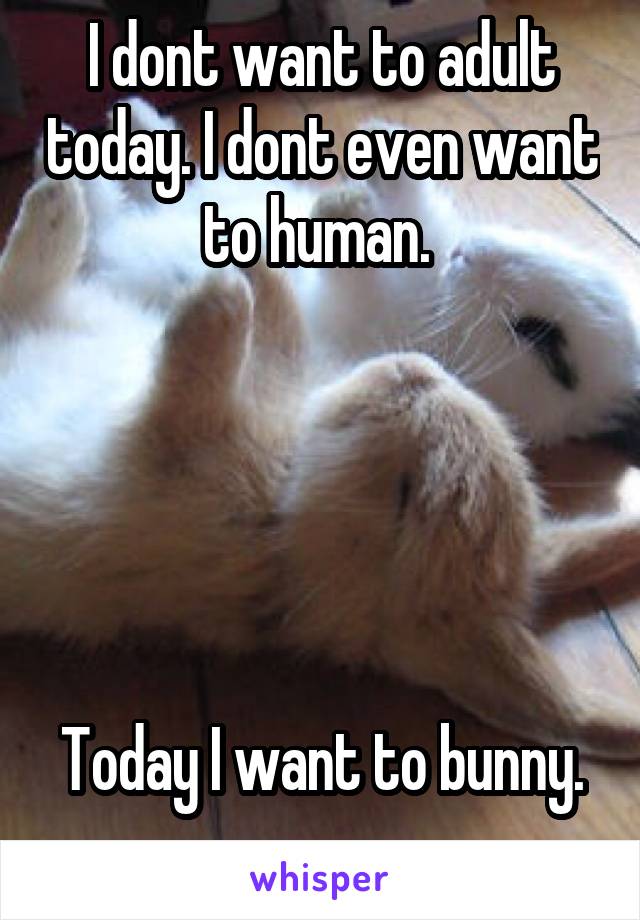 I dont want to adult today. I dont even want to human. 





Today I want to bunny. 