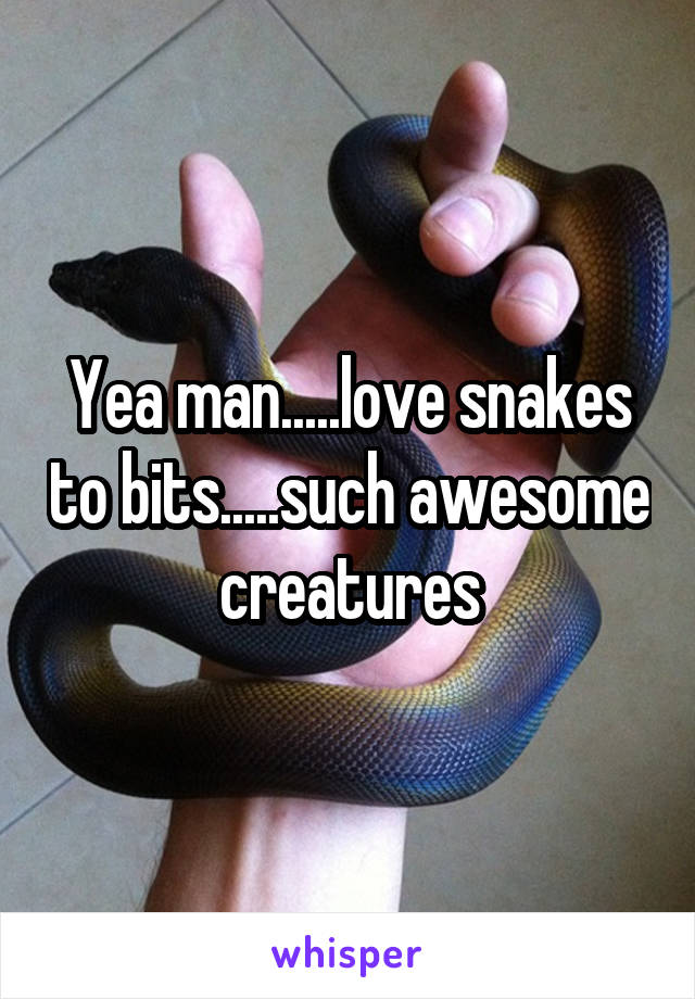 Yea man.....love snakes to bits.....such awesome creatures