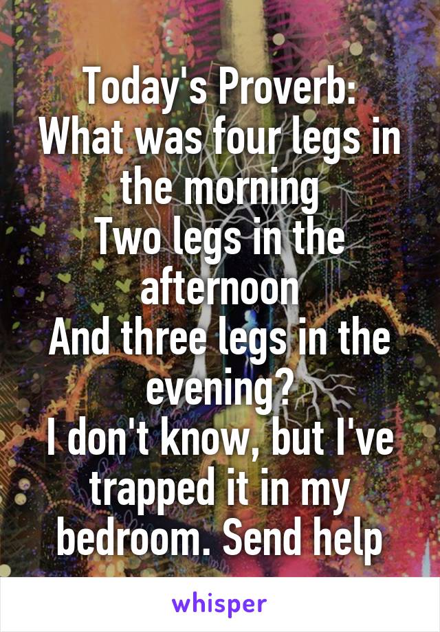 Today's Proverb:
What was four legs in the morning
Two legs in the afternoon
And three legs in the evening?
I don't know, but I've trapped it in my bedroom. Send help