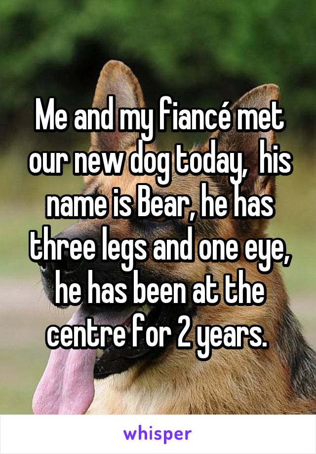 Me and my fiancé met our new dog today,  his name is Bear, he has three legs and one eye, he has been at the centre for 2 years. 