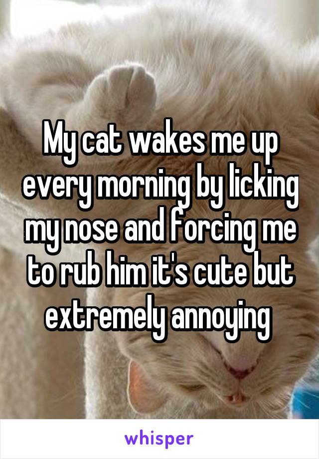 My cat wakes me up every morning by licking my nose and forcing me to rub him it's cute but extremely annoying 