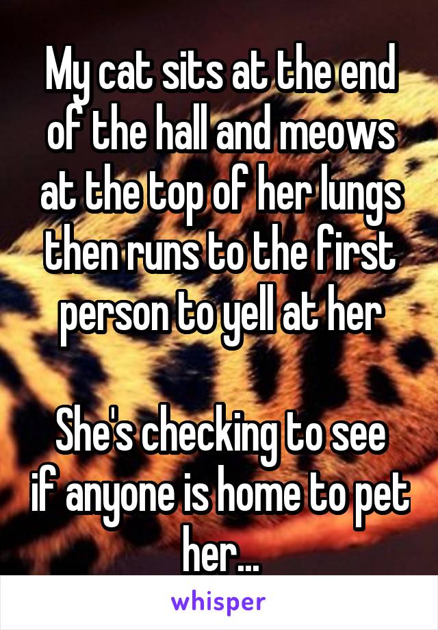 My cat sits at the end of the hall and meows at the top of her lungs then runs to the first person to yell at her

She's checking to see if anyone is home to pet her...