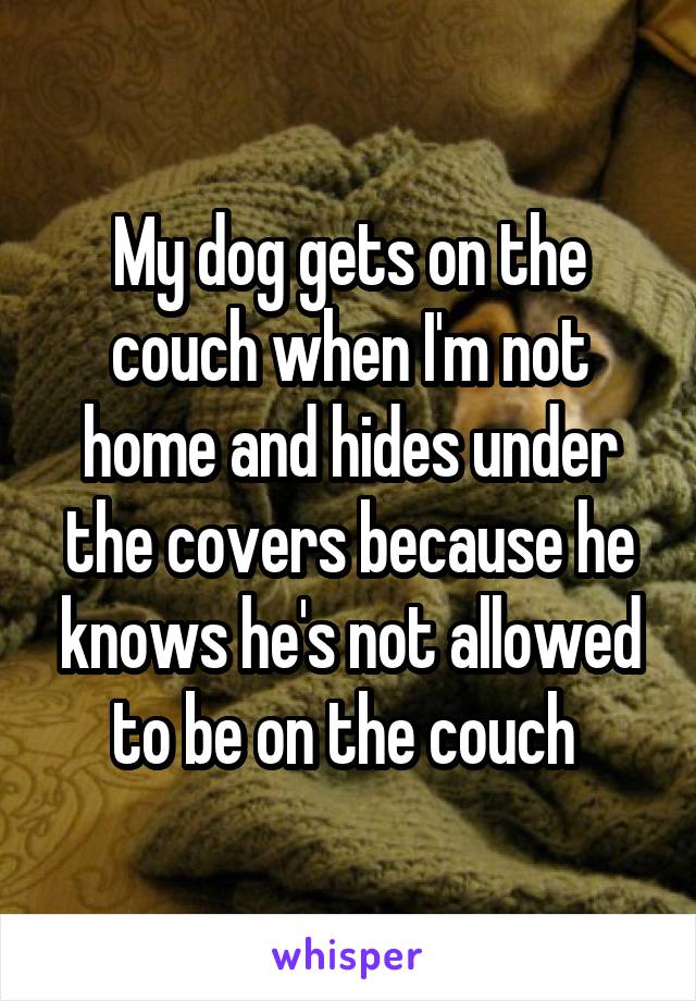 My dog gets on the couch when I'm not home and hides under the covers because he knows he's not allowed to be on the couch 