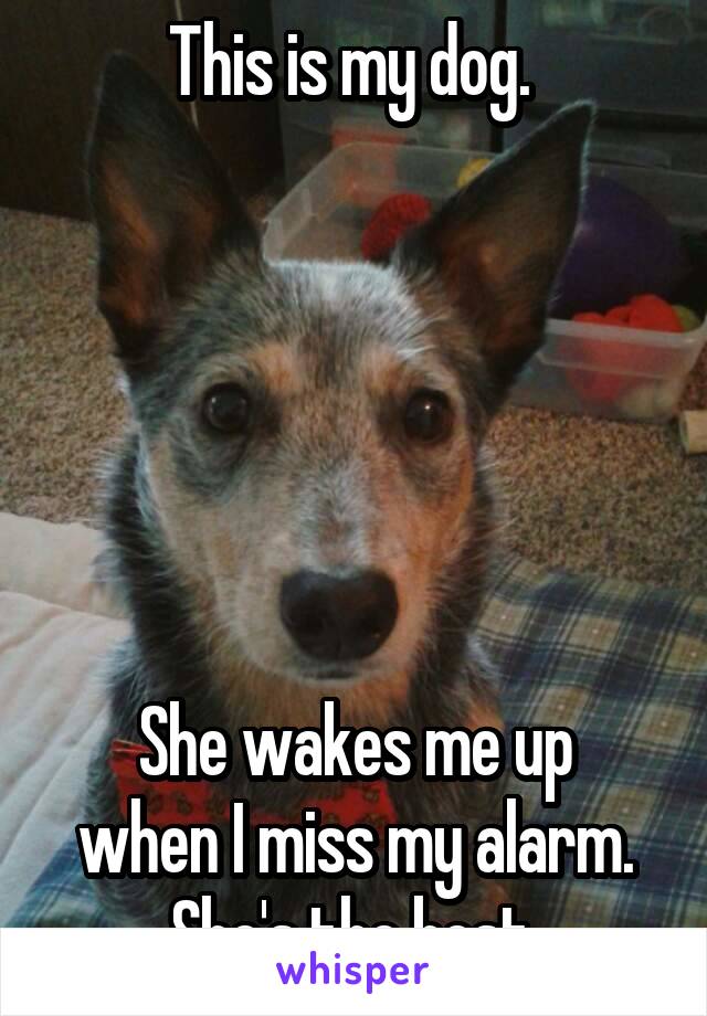 This is my dog. 






She wakes me up when I miss my alarm.
She's the best.