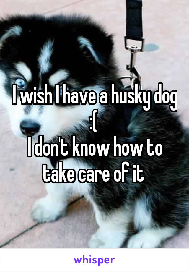 I wish I have a husky dog :( 
I don't know how to take care of it 