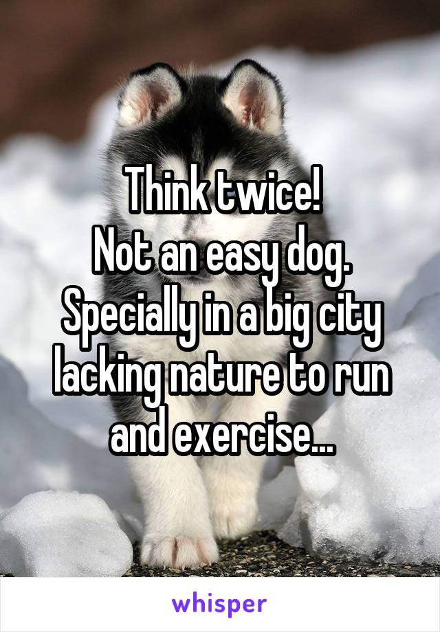 Think twice!
Not an easy dog.
Specially in a big city lacking nature to run and exercise...