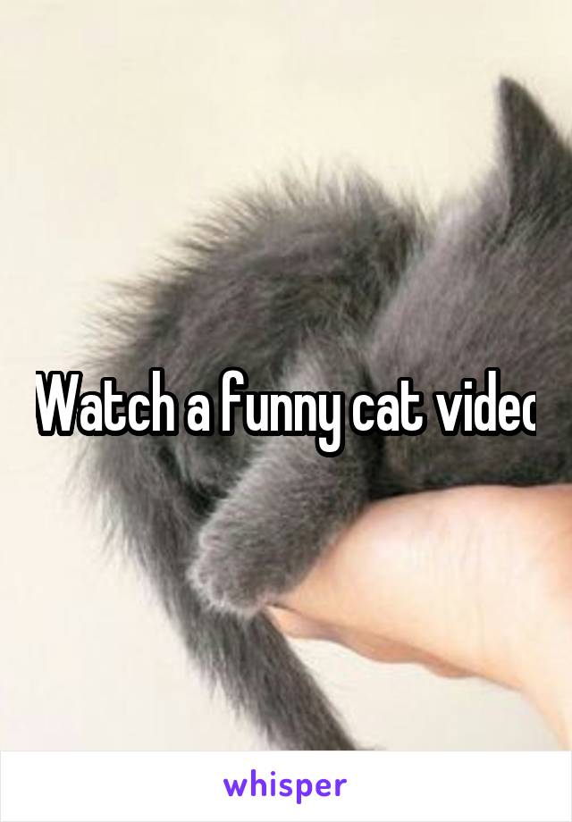 Watch a funny cat video