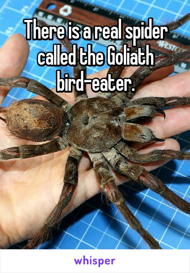 There is a real spider called the Goliath bird-eater.





