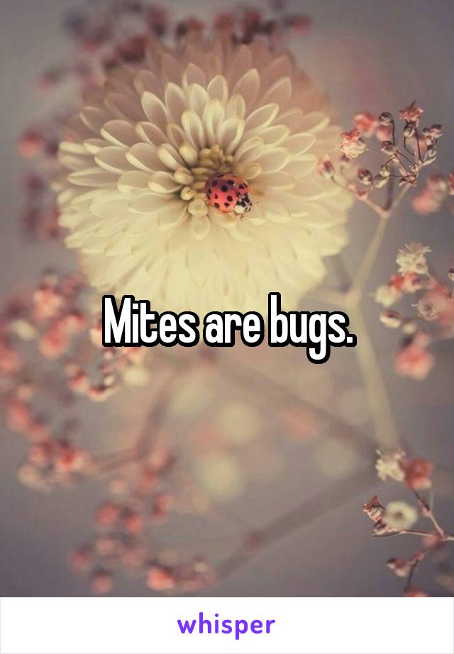 Mites are bugs.