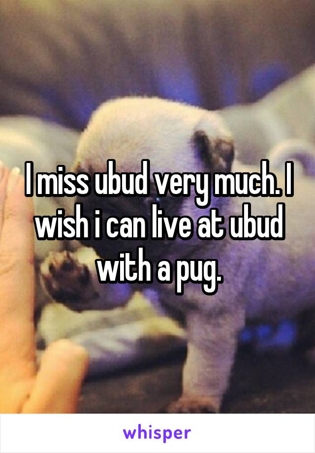 I miss ubud very much. I wish i can live at ubud with a pug.