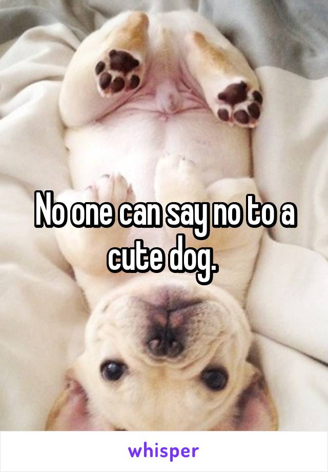 No one can say no to a cute dog. 