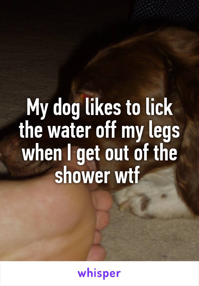 My dog likes to lick the water off my legs when I get out of the shower wtf 