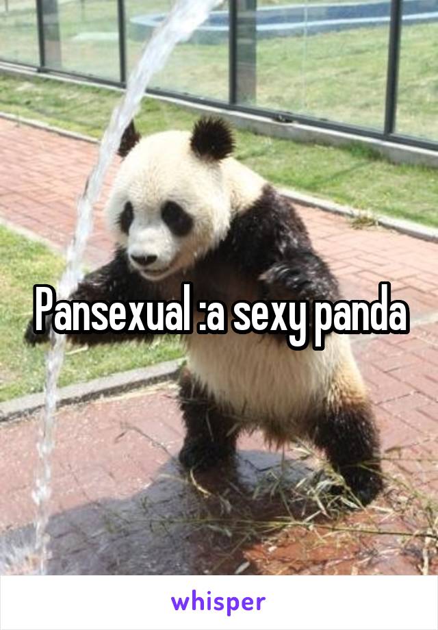 Pansexual :a sexy panda