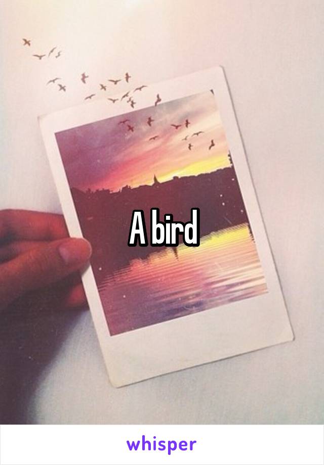 A bird