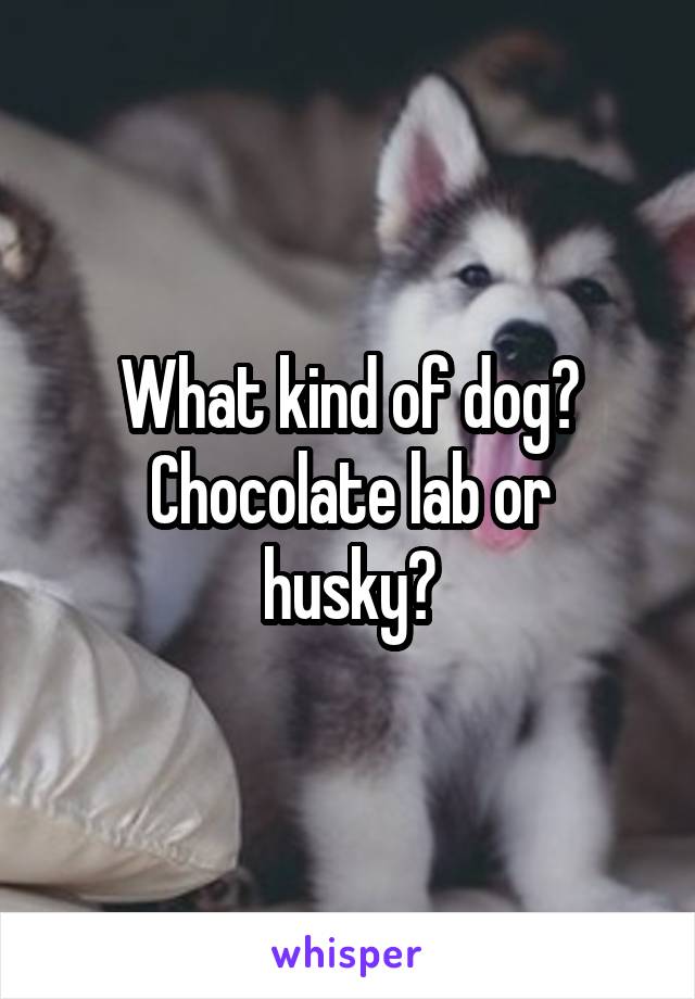 What kind of dog?
Chocolate lab or husky?