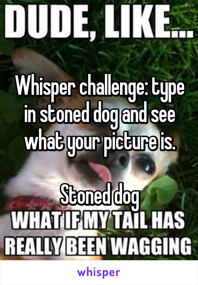 Whisper challenge: type in stoned dog and see what your picture is.

Stoned dog