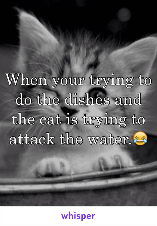 When your trying to do the dishes and the cat is trying to attack the water.😂