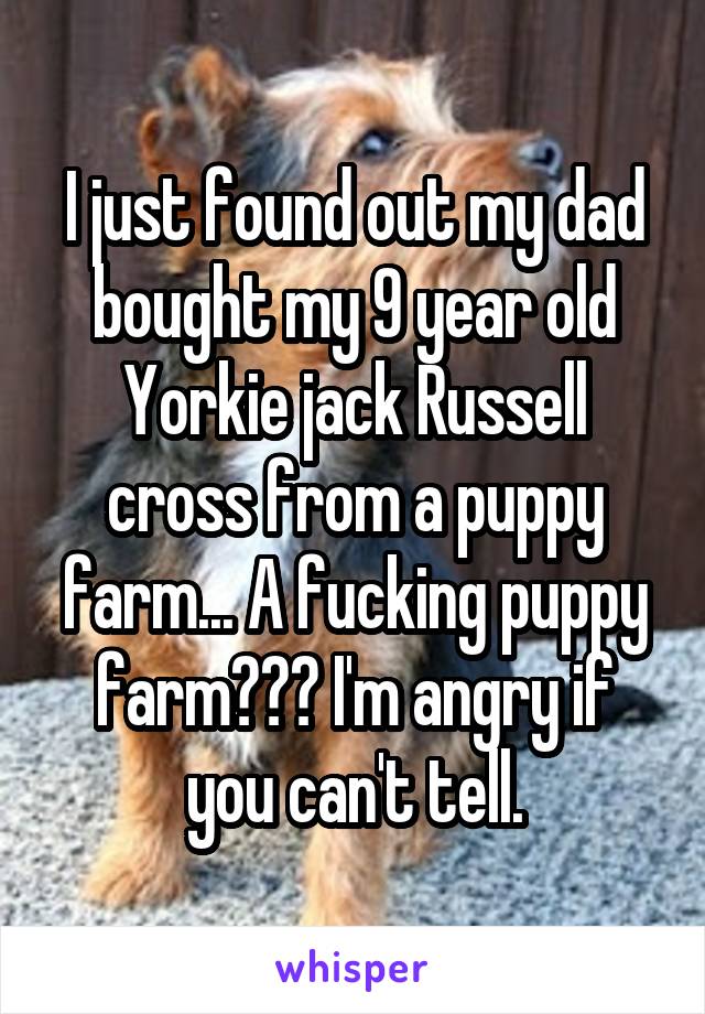 I just found out my dad bought my 9 year old Yorkie jack Russell cross from a puppy farm... A fucking puppy farm??? I'm angry if you can't tell.