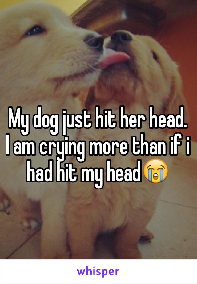 My dog just hit her head. I am crying more than if i had hit my head😭