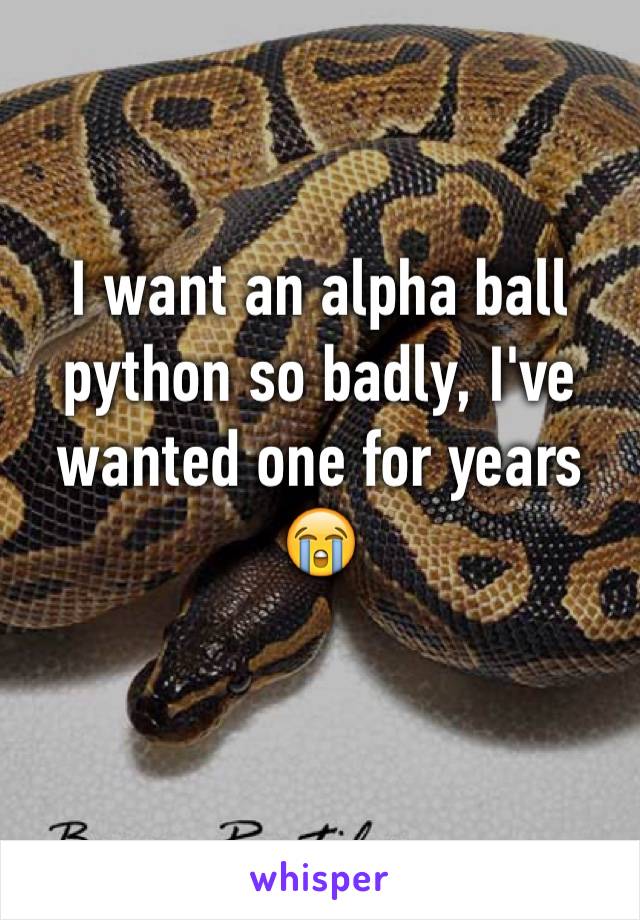 I want an alpha ball python so badly, I've wanted one for years 😭