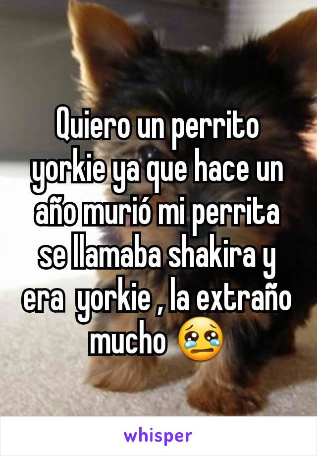 Quiero un perrito yorkie ya que hace un año murió mi perrita se llamaba shakira y era  yorkie , la extraño mucho 😢