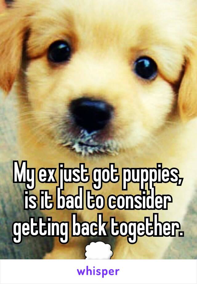 My ex just got puppies, is it bad to consider getting back together.
💭