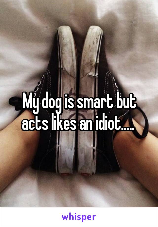 My dog is smart but acts likes an idiot..... 