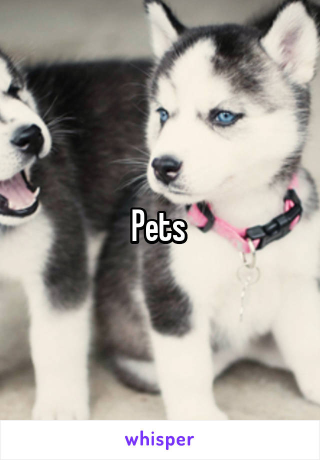 Pets 