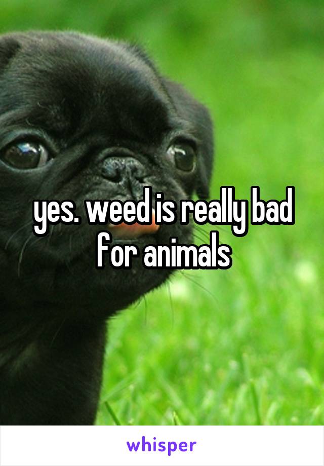 yes. weed is really bad for animals