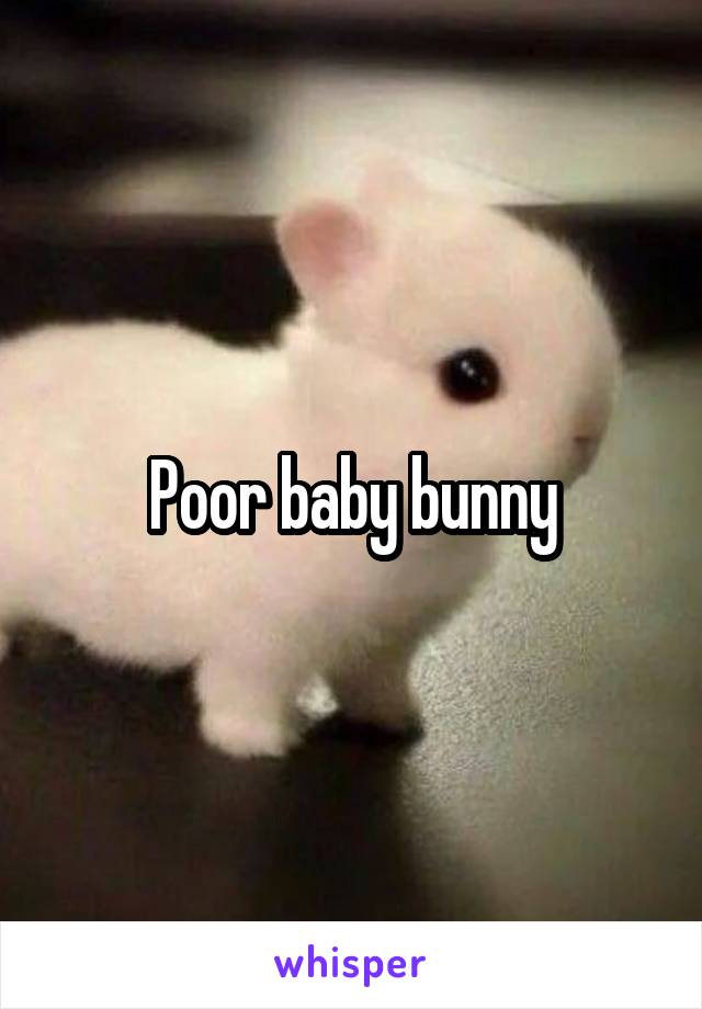 Poor baby bunny