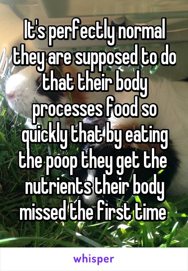 It's perfectly normal they are supposed to do that their body processes food so quickly that by eating the poop they get the  nutrients their body missed the first time 
