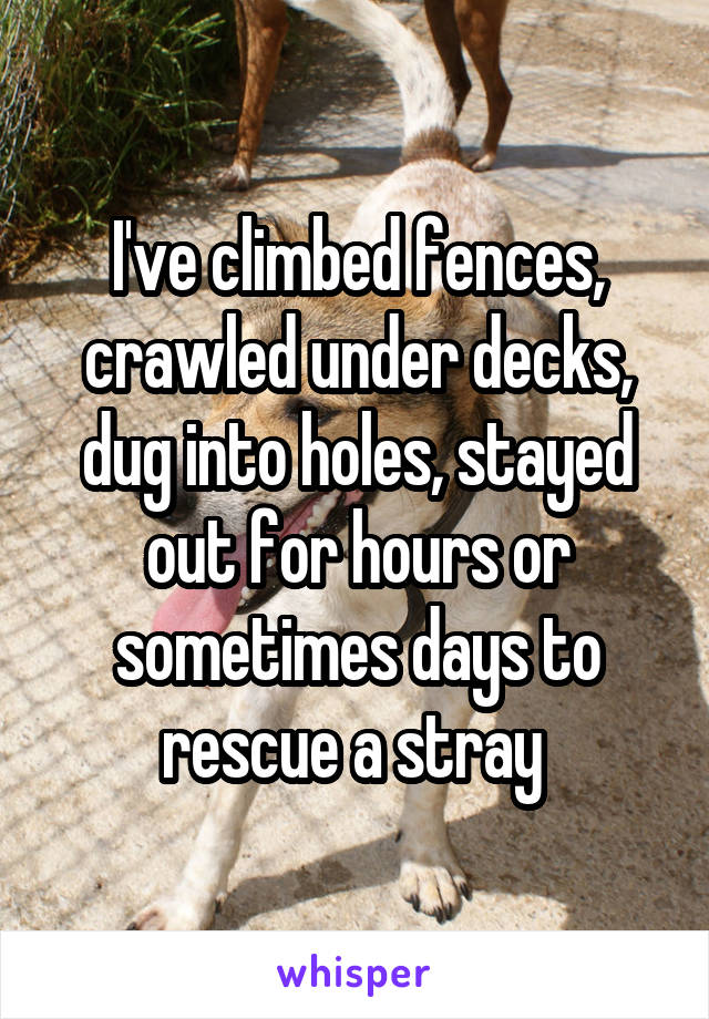 I've climbed fences, crawled under decks, dug into holes, stayed out for hours or sometimes days to rescue a stray 