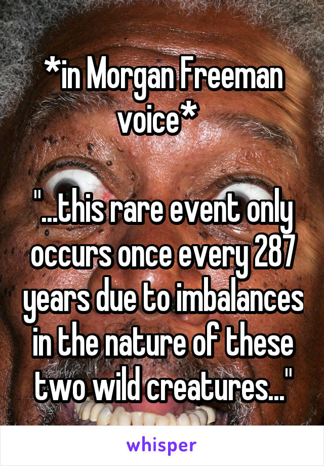 *in Morgan Freeman voice*  

"...this rare event only occurs once every 287 years due to imbalances in the nature of these two wild creatures..."