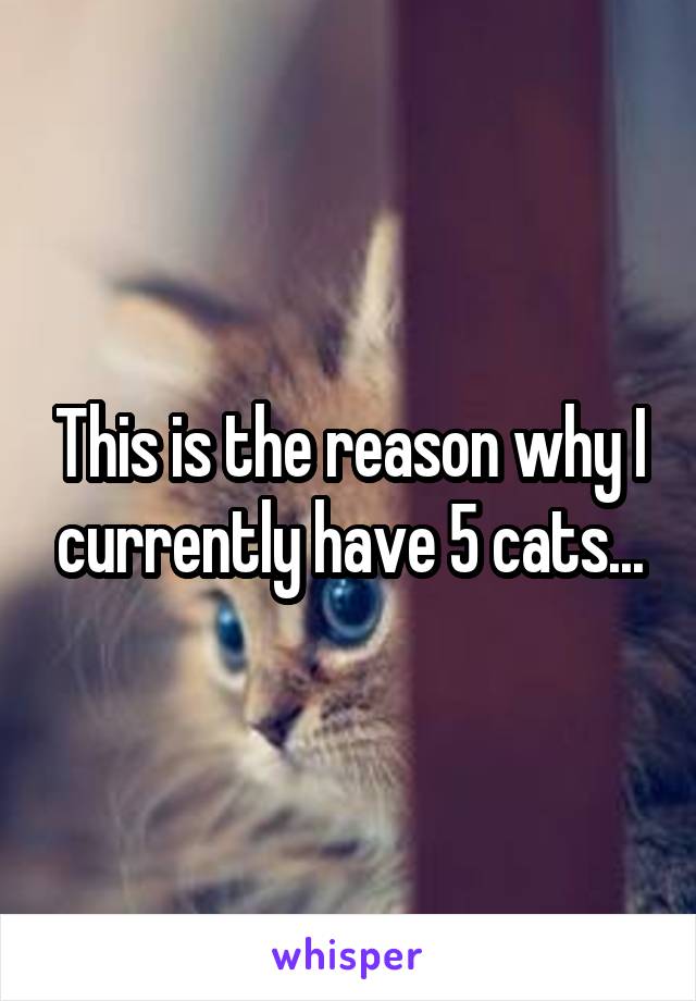 This is the reason why I currently have 5 cats...
