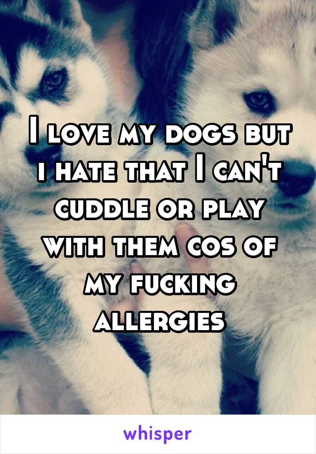 I love my dogs but i hate that I can't cuddle or play with them cos of my fucking allergies