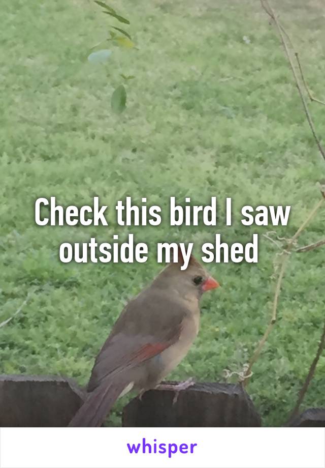 Check this bird I saw outside my shed 