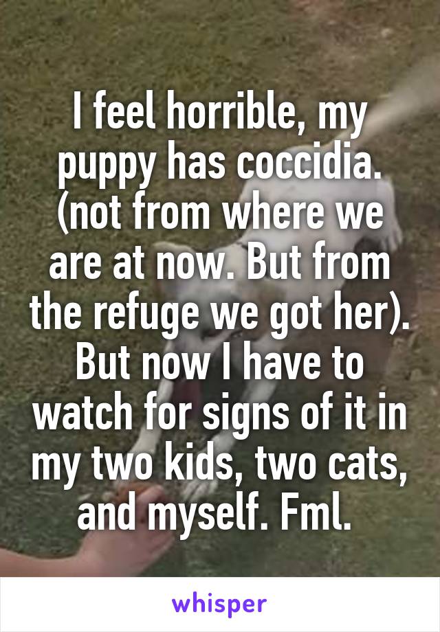 I feel horrible, my puppy has coccidia. (not from where we are at now. But from the refuge we got her). But now I have to watch for signs of it in my two kids, two cats, and myself. Fml. 