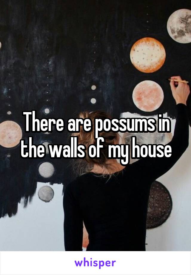 There are possums in the walls of my house