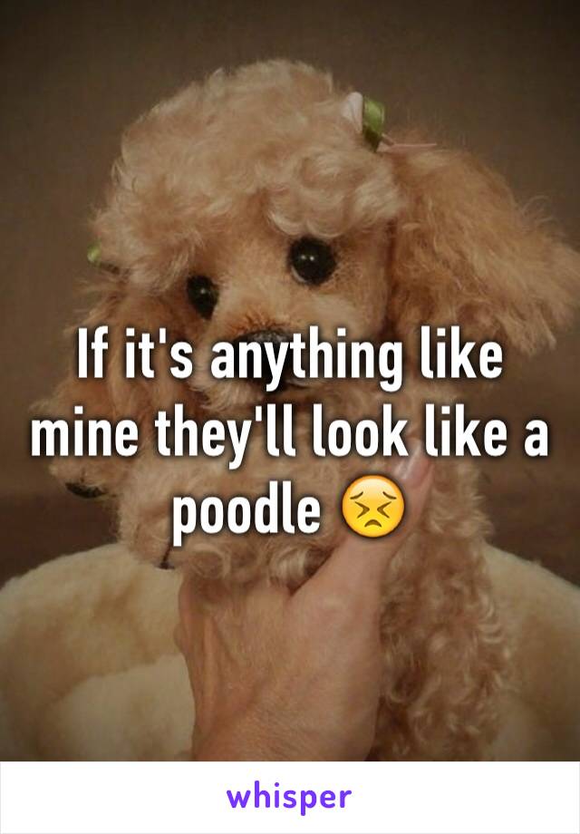 If it's anything like mine they'll look like a poodle 😣