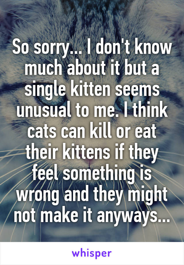 So sorry... I don't know much about it but a single kitten seems unusual to me. I think cats can kill or eat their kittens if they feel something is wrong and they might not make it anyways...