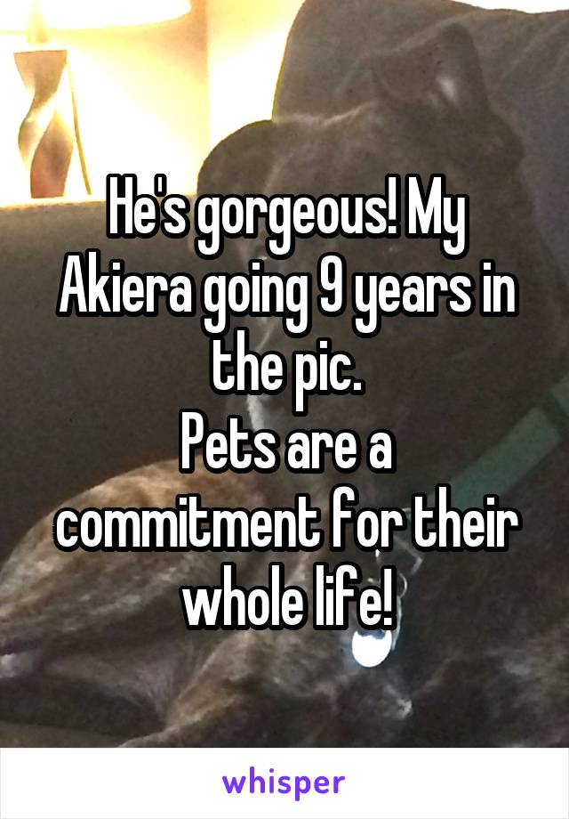 He's gorgeous! My Akiera going 9 years in the pic.
Pets are a commitment for their whole life!
