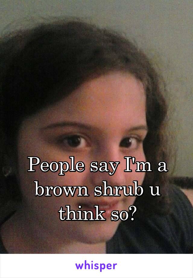 



People say I'm a brown shrub u think so?