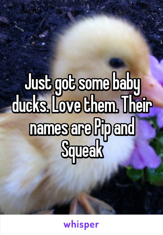 Just got some baby ducks. Love them. Their names are Pip and Squeak