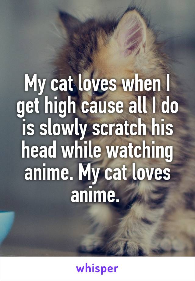 My cat loves when I get high cause all I do is slowly scratch his head while watching anime. My cat loves anime. 