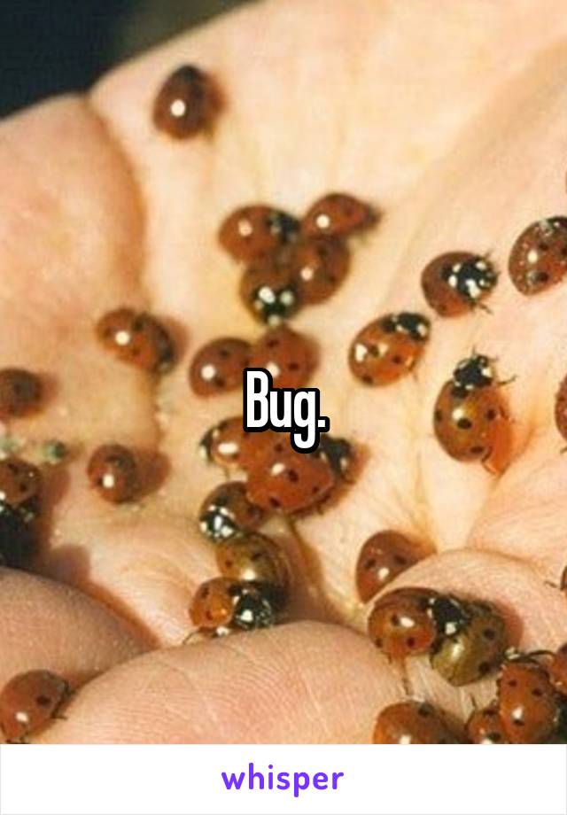 Bug.