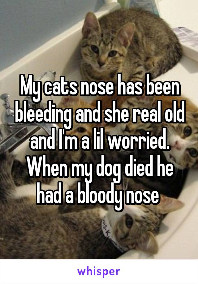 My cats nose has been bleeding and she real old and I'm a lil worried. When my dog died he had a bloody nose 