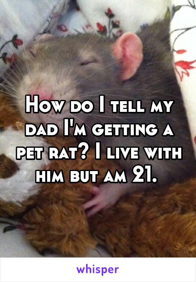 How do I tell my dad I'm getting a pet rat? I live with him but am 21. 